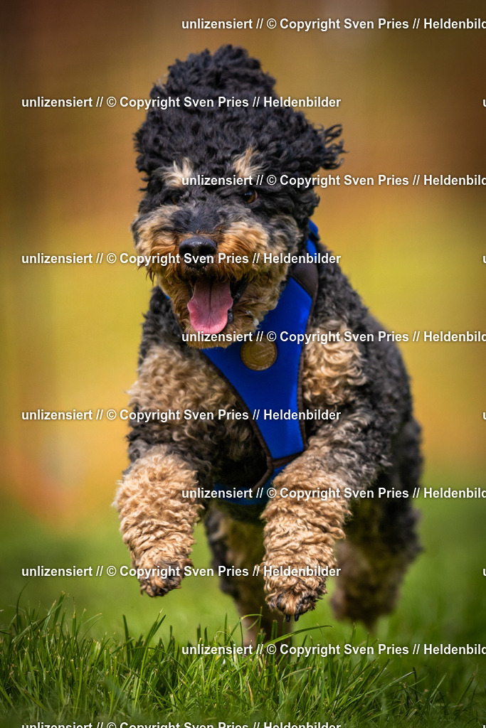 Sven Pries | 2025-04-13 - Hunderennen Baden-Baden - Realisiert mit Pictrs.com