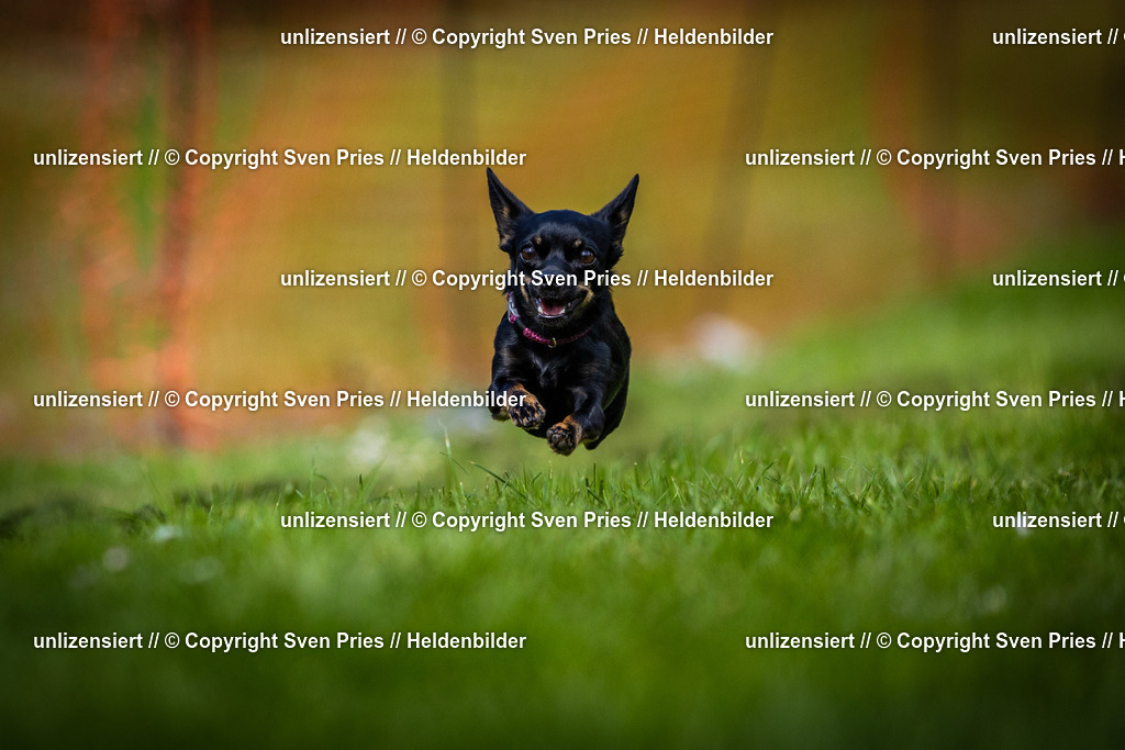 Sven Pries | 2025-04-13 - Hunderennen Baden-Baden - Realisiert mit Pictrs.com