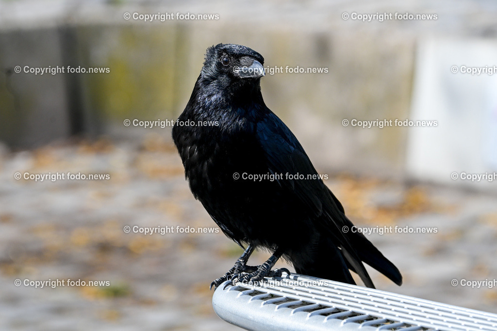 Vögel_ 15.03.2026-7 | 15.03.2026, LINZ, AUT, Themenbild, im Bild Vogel, Rabe, Krähe, Rabenvogel, schwarzer Vogel, Corvus, glänzendes schwarzes Gefieder, kräftiger Schnabel, stehender Vogel, Vogelporträt, Wildvogel, Naturfotografie, Tierfotografie, Seitenansicht, Nahaufnahme, Vogel auf Stein, Steinmauer, Äste im Hintergrund, unscharfer Hintergrund, Bokeh, Tageslicht, europäische Vogelart, Symbolbild, Feature