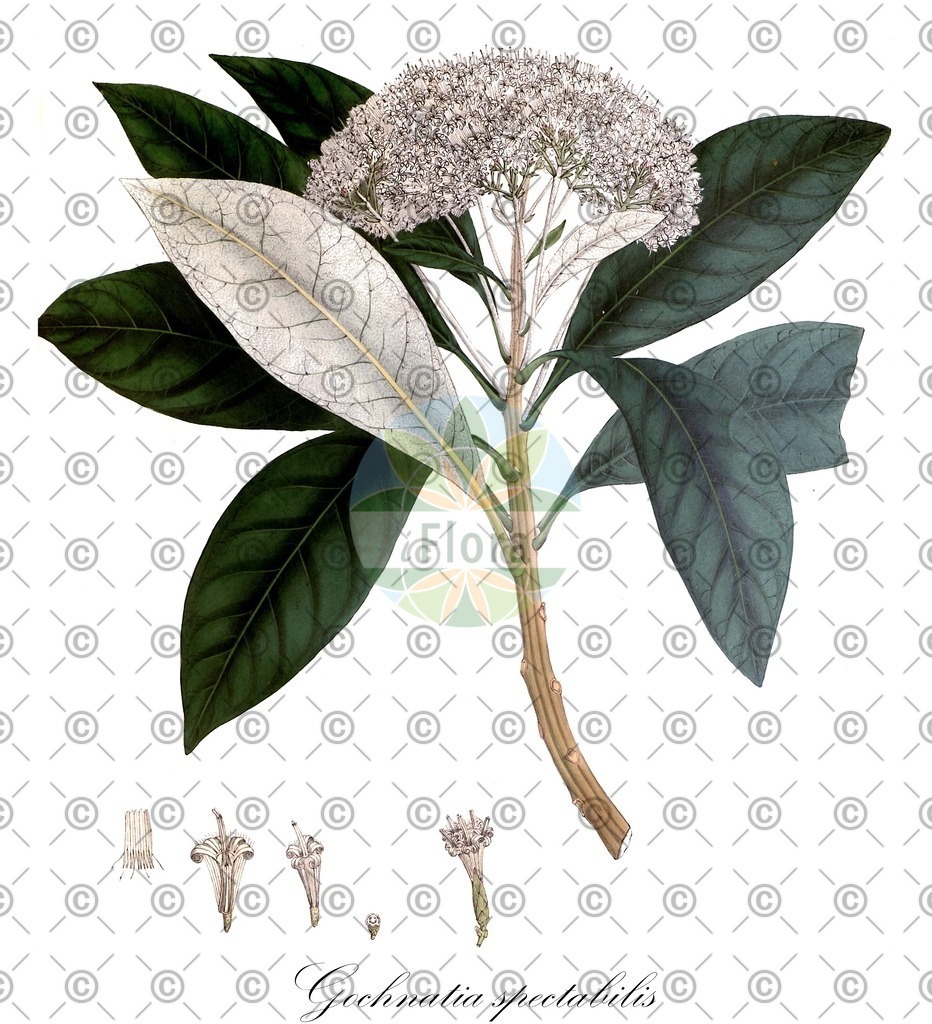 HistAbb_wfo-0000705176_1_ENZY_Simple | Historische Abbildung von Gochnatia spectabilis - Asteraceae | Historical Illustration of Gochnatia spectabilis - Asteraceae