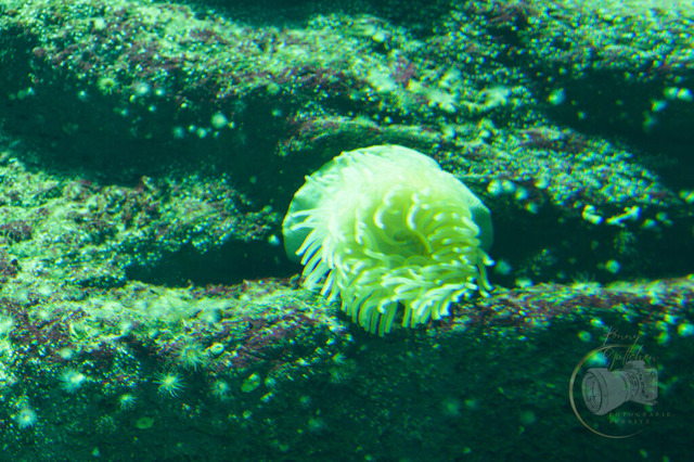 _DSC1333 | Shop für Prints Landschaftsfotografie Sächsische Schweiz Naturfotografie in Thüringen Fotos vom Findlingspark Nochten Kloster Sankt Marienstern Bilder Festung Königstein PanoramaRhododendronpark Kromlau FotogalerSchleswig-Holstein Küstenlandschaften