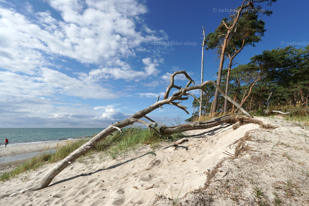 Zwischen Wald und Meer | Von Wind und Wetter gezeichnete Bäume liegen auf dem feinen Sand einer Wanderdüne am Weststrand.
