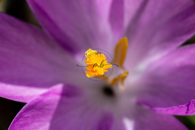 Blüte von einem violetten Krokus | Die Blüte und der gelbe Stempel von einem violetten Krokus - Realisiert mit Pictrs.com