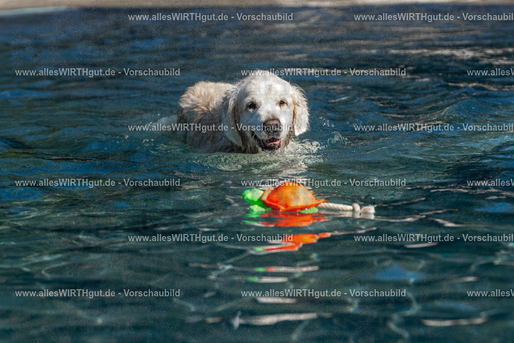 Hundeschwimmen_Volksbad_2026-allesWIRTHgut_Tierfotografie-2609061102-FAY06102 | Professionelle Tierfotografie in Mönchengladbach von Daniel Wirth (allesWIRTHgut). Liebevolle & natürliche Bilder von Hunden & Katzen für unvergessliche Erinnerungen.
