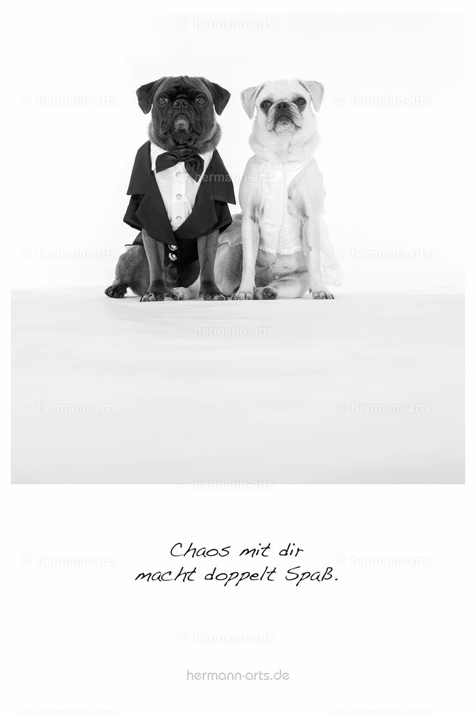 PK_Zitate_10x15_BW-163 | Photo Foto Kunst Art schwarzweiss Bilder Rheine Münster Berlin Blumen 