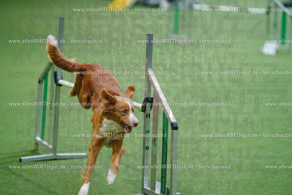 @allesWIRTHgut_Tierfotografie - www.allesWIRTHgut.de - 2604250825-7R506518 | Professionelle Tierfotografie in Mönchengladbach von Daniel Wirth (allesWIRTHgut). Liebevolle & natürliche Bilder von Hunden & Katzen für unvergessliche Erinnerungen.