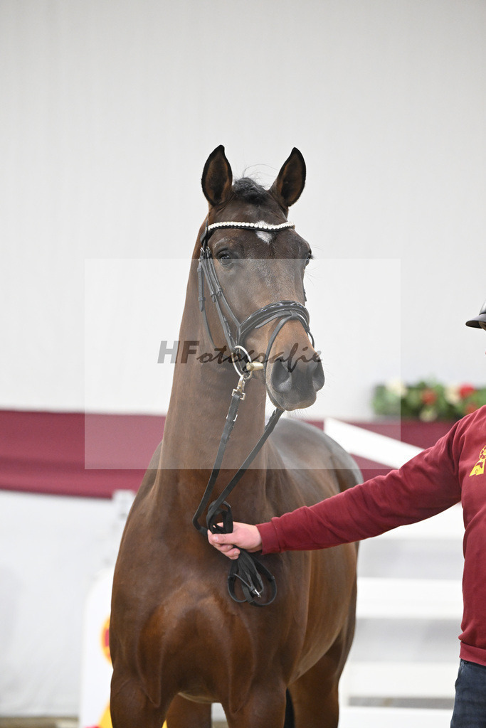 Kat-Nr. 5 Dominatorre x Numero Uno_Alfred Kohn _47250068 | hf-fotografie - Realisiert mit Pictrs.com