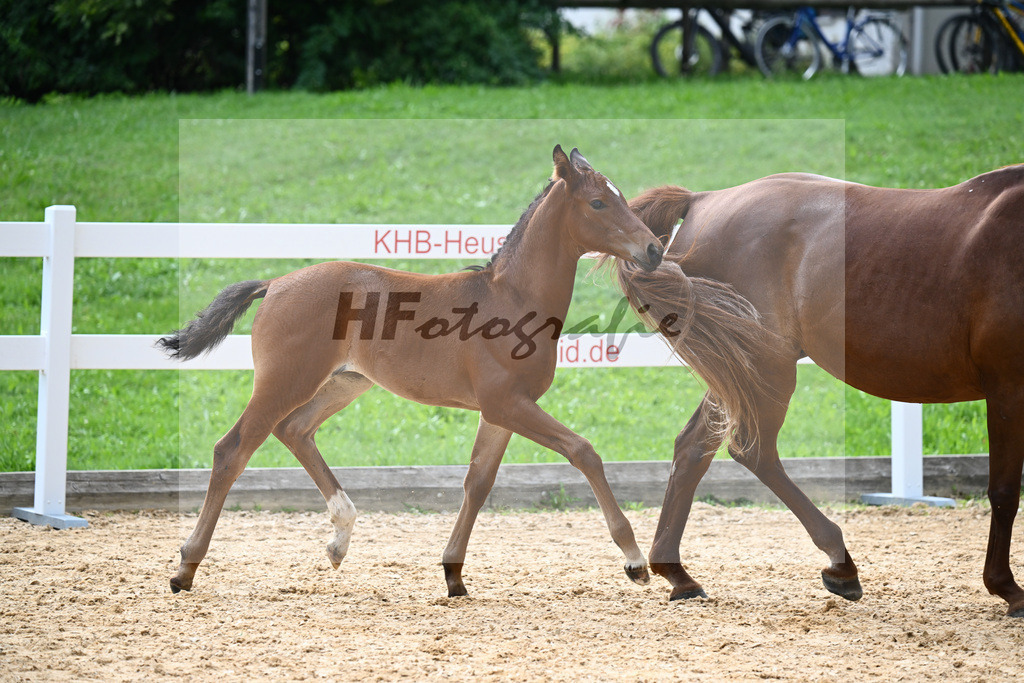Kat-Nr. 34 Bon Vivaldi x Real Diamond_Zimmermann-Henken_27141066 | hf-fotografie - Realisiert mit Pictrs.com