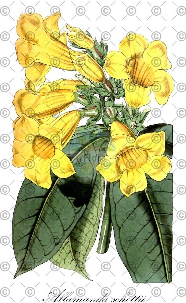 HistAbb_wfo-0000943361_1_ENZY_Simple | Historische Abbildung von Allamanda schottii - Apocynaceae | Historical Illustration of Allamanda schottii - Apocynaceae