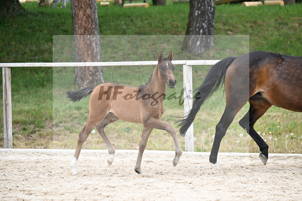 Kat-Nr. 17 SF Feliciano x Rubin Royal OLD_Haegler_24260610 | hf-fotografie - Realizzato con Pictrs.com