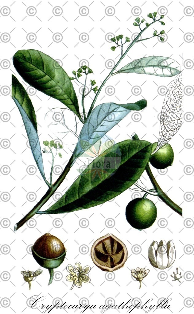 HistAbb_wfo-0000933159_1_ENZY_Simple | Historische Abbildung von Cryptocarya agathophylla - Lauraceae | Historical Illustration of Cryptocarya agathophylla - Lauraceae