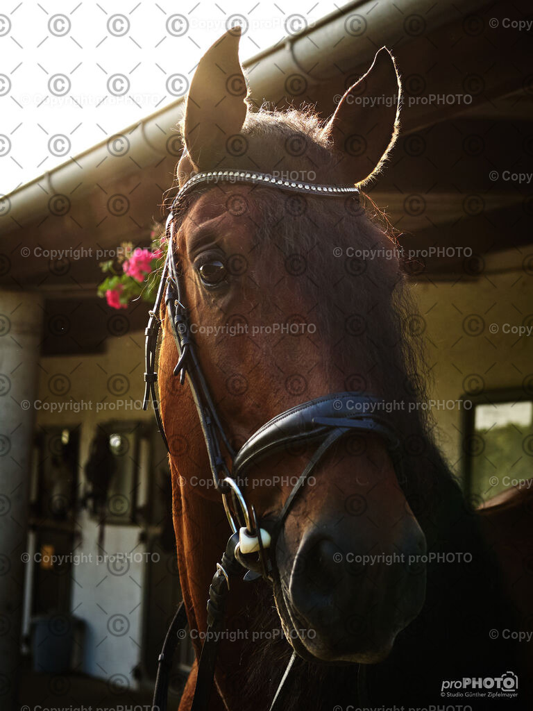 010_202406_Niki-Herodes_NZ9_9663 | proPHOTO - Realisiert mit Pictrs.com