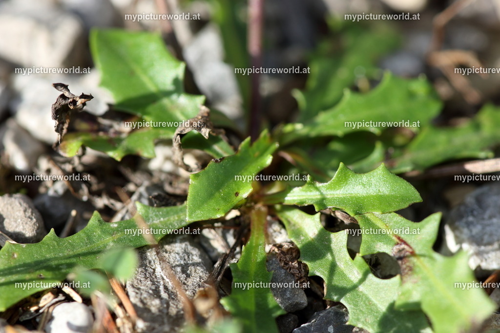 Steifhaariger Löwenzahn-003 | Das Bilderarchiv über Tiere, Planzen und Landschaften. In der Bilddatenbank finden Sie ein große Auswahl an hochwertigen Bilder für Ihre Werbung - Realisiert mit Pictrs.com