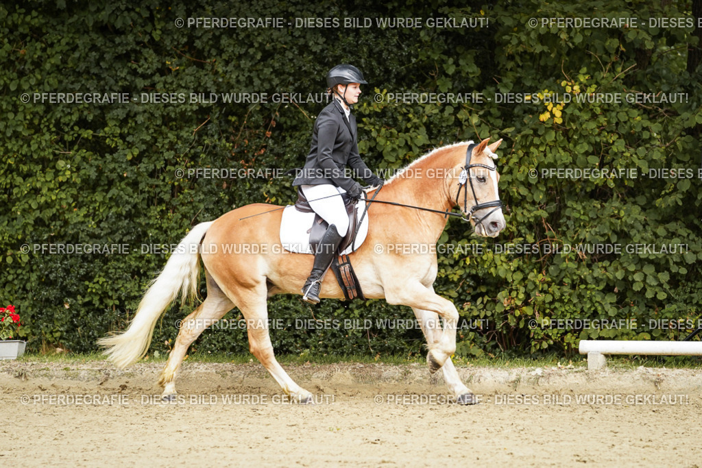 DSC00012 | Pferdegrafie