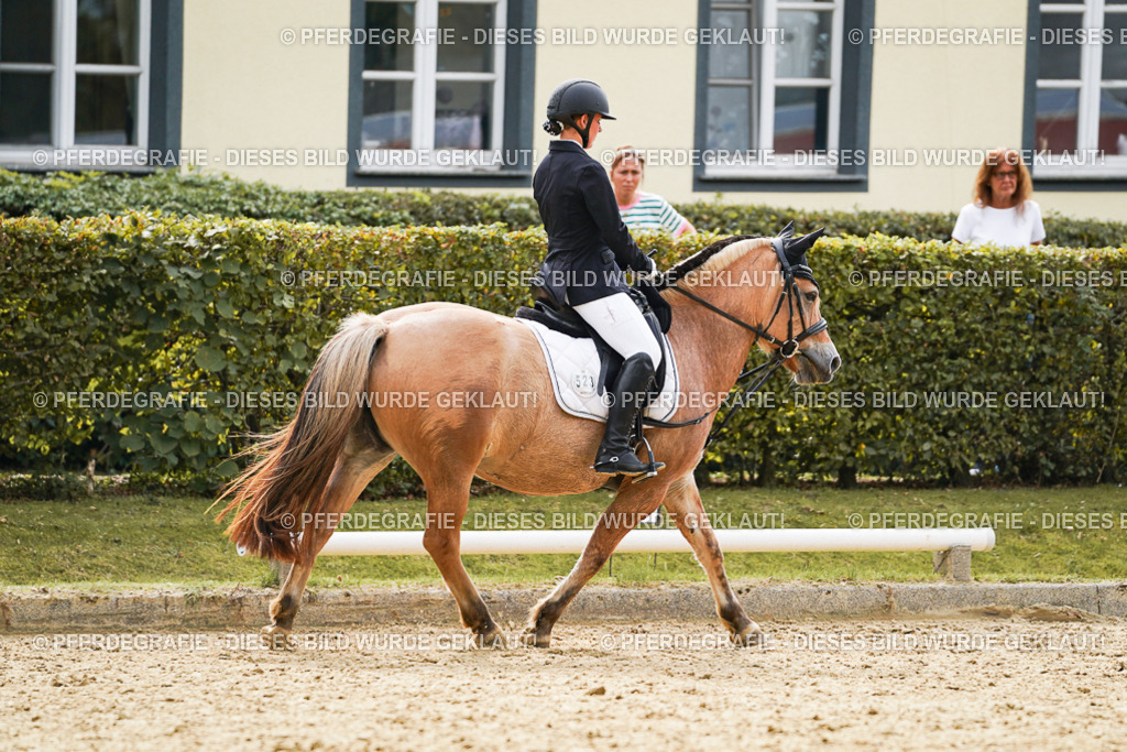 DSC01247 | Pferdegrafie