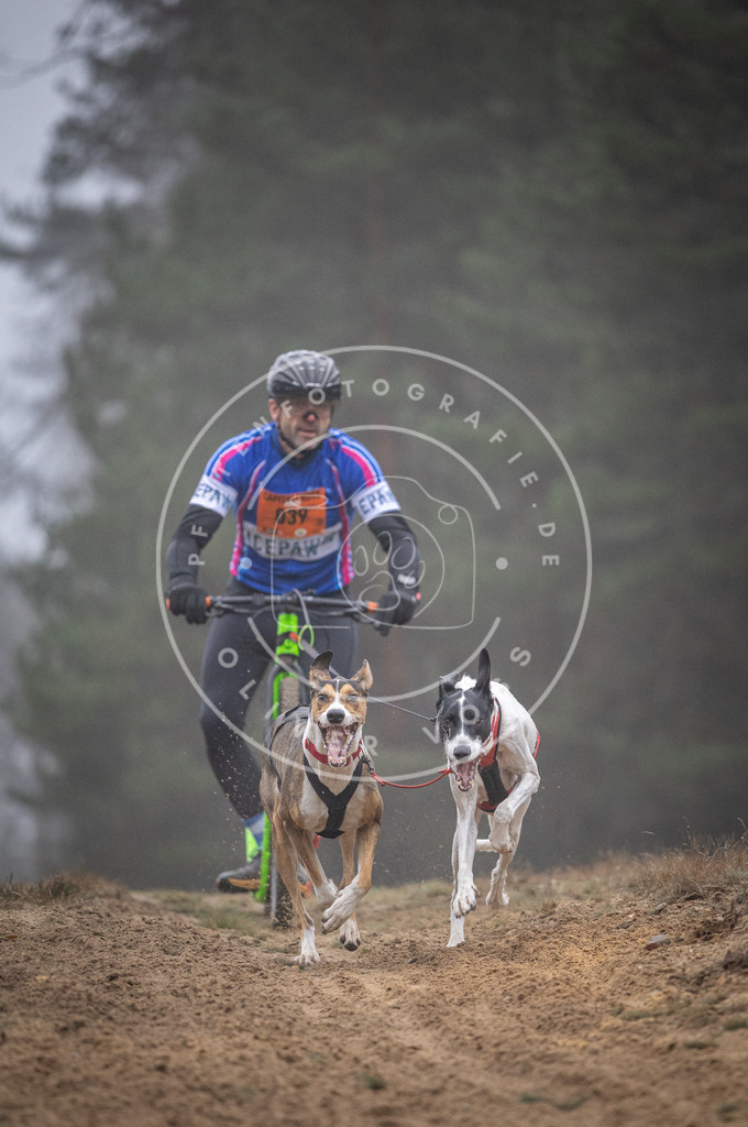 Pfotenfotografie_DV3A0871 | Hundefotografie, Tierfotograf, Pfotenfotografie, Fotoshooting Hund, Hunde Portrait, Hundesport, Hundeportraits, Heideshooting, Hunde, Sportfotograf, Hundefotograf, Turnierhundsport, THS,  - Realisiert mit Pictrs.com