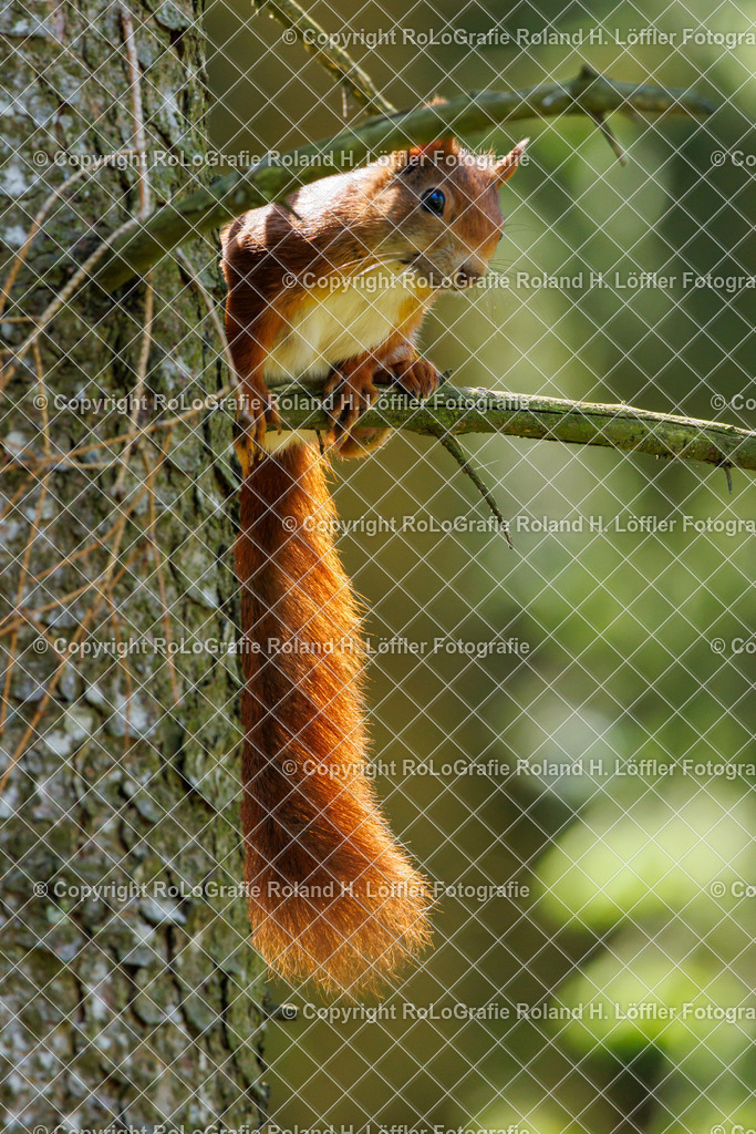 Eichhörnchen | Eichhörnchen sitzt auf einem Ast - Realisiert mit Pictrs.com
