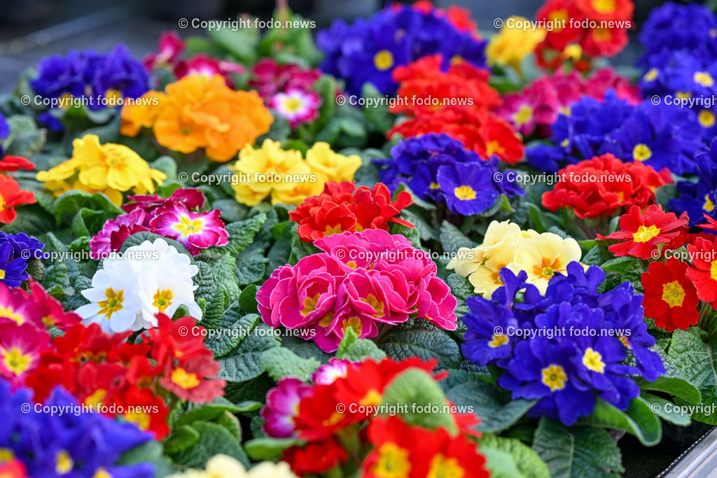 Stadtgärtnerei Linz_ Magistrat_ Frühlingsblumen_ 03.03.2023-4 | 03.03.2023, Magistrat Linz, AUT, Stadtgaertnerei, Fruehlingsblumen, Stadtgärtnerei, Frühlingsblumen, im Bild Primeln
