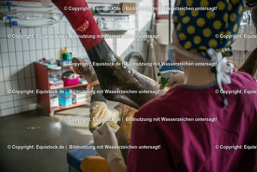 20160315_Arthroskopie_0013 | equistock