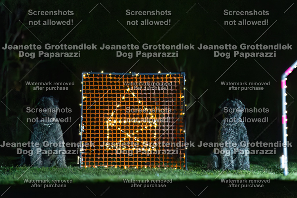 Dog Paparazzi - Hoopers  2025-6 Kopie | Dog Paparazzi Jeanette Grottendiek Fotografie & Videografie