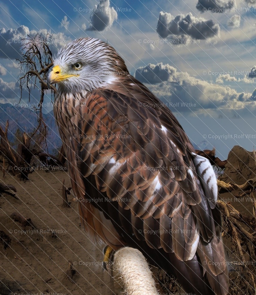 roter milan | Rolf Wittke  - Realisiert mit Pictrs.com