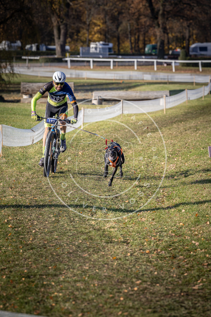 CaniXpix_DV3A2519 | Hundefotografie, Tierfotograf, Pfotenfotografie, Fotoshooting Hund, Hunde Portrait, Hundesport, Hundeportraits, Heideshooting, Hunde, Sportfotograf, Hundefotograf, Turnierhundsport, THS,  - Realisiert mit Pictrs.com