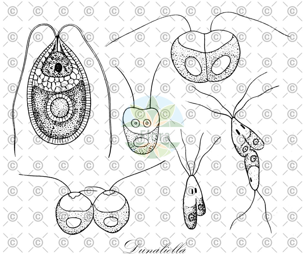 HistAbb_wfo-0000167109_1_ENZY_Simple | Historische Abbildung von Dunaliella - Dunaliellaceae (0) | Historical Illustration of Dunaliella - Dunaliellaceae (0)