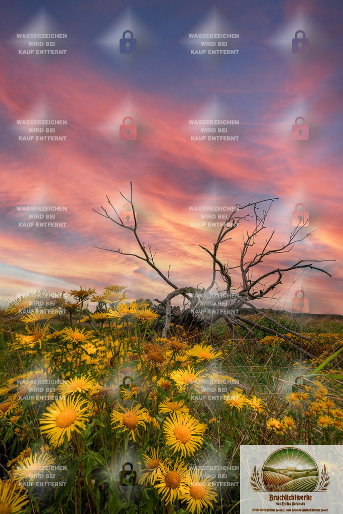 Pink-Gelb-Tot | Professioneller Fotograf mit 10 Jahren Erfahrung. Landschafts- und Hochzeitsfotografie im Oderbruch. Workshops und beeindruckende Bilder für besondere Momente.