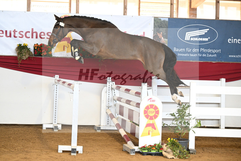 Kat-Nr. 7 Rieke v. Nohoval Z_Irl_16250766 | hf-fotografie - Realisiert mit Pictrs.com