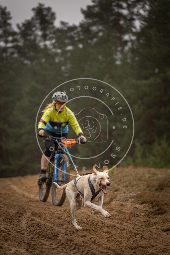 Pfotenfotografie_DV3A3081 | Hundefotografie, Tierfotograf, Pfotenfotografie, Fotoshooting Hund, Hunde Portrait, Hundesport, Hundeportraits, Heideshooting, Hunde, Sportfotograf, Hundefotograf, Turnierhundsport, THS,  - Realisiert mit Pictrs.com