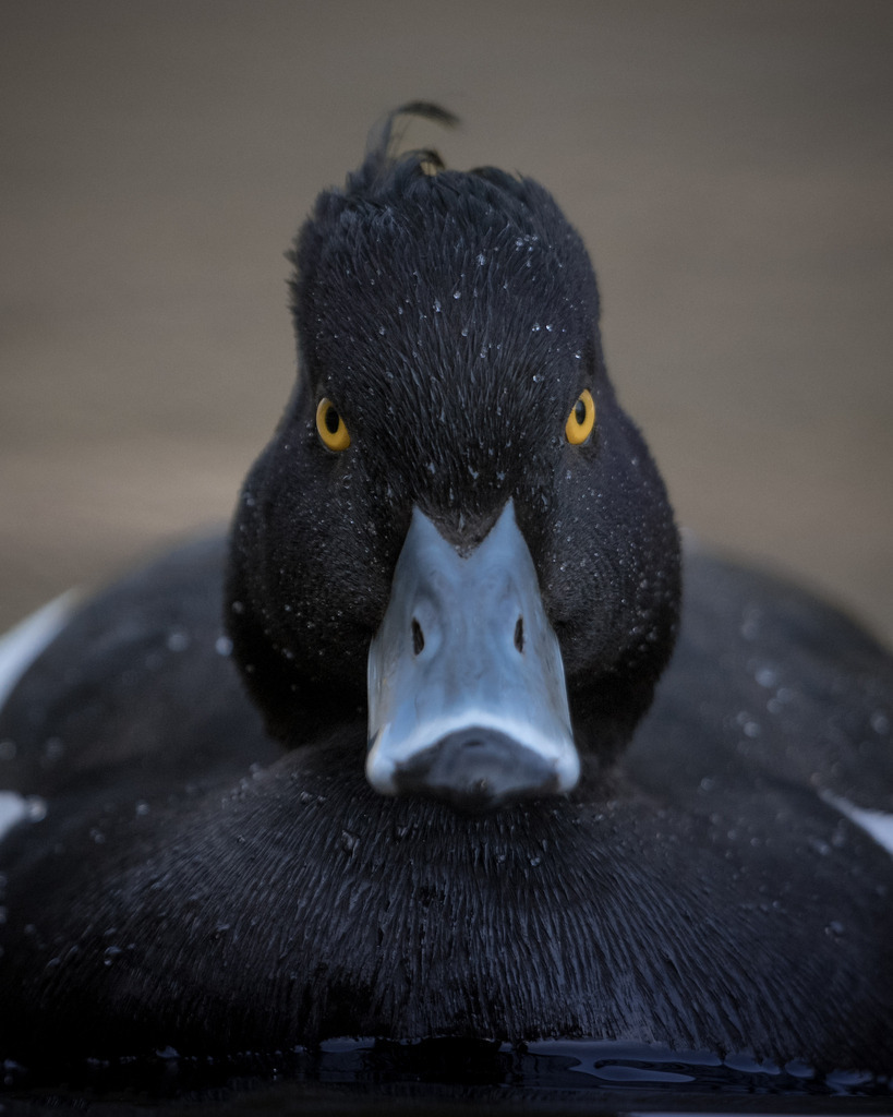 DSC_5991 | Ich bin Fotograf aus Neuburg an der Donau und spezialisiere mich auf Wildlife-Fotografie, Landschaftsaufnahmen und Portraits.Ob Hochzeit, Familienbilder oder Naturaufnahmen – ich fange echte Momente ein, die bleiben. 