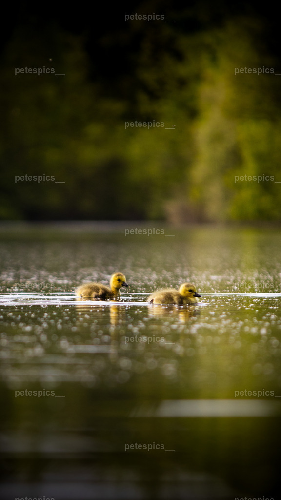 IMG_0713 | petespics