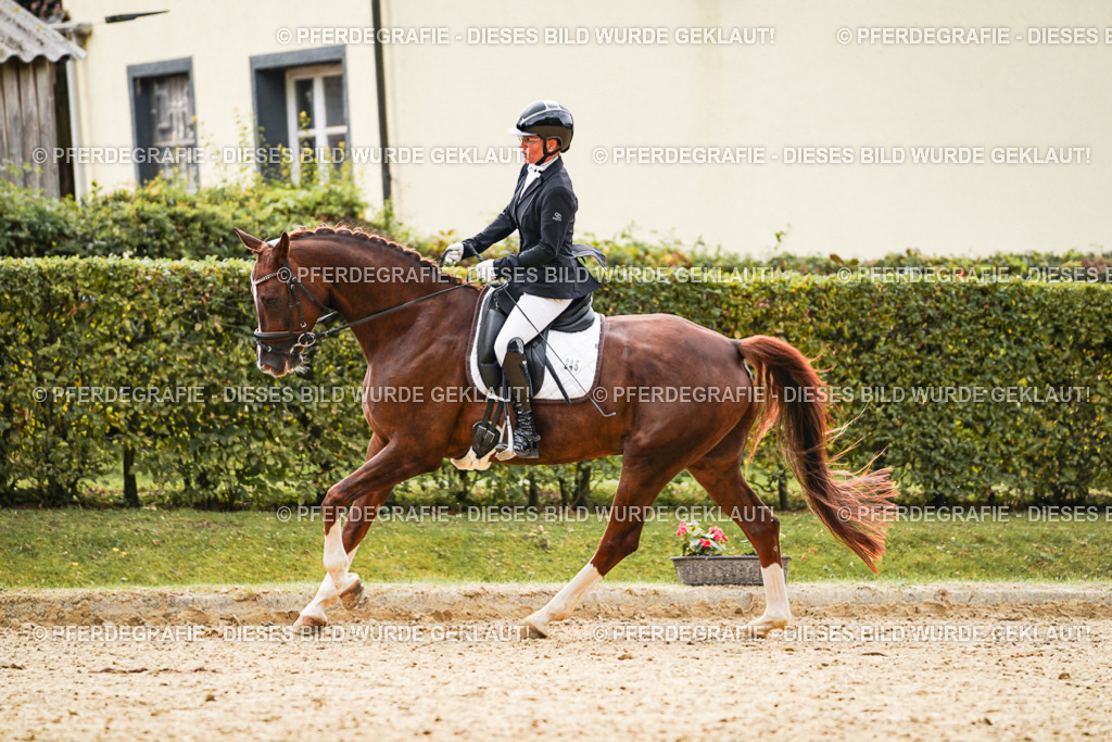 DSC01634 | Pferdegrafie