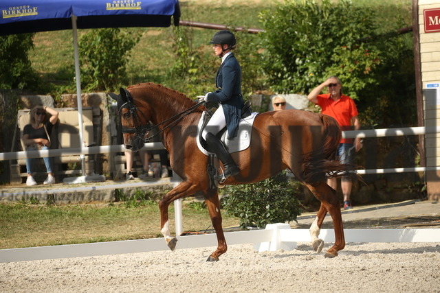 Birkhof_2022_GrandPrixSpecial_Nicole Casper_Birkhof_s Don Röschen FBW(7) | Alle Fotos der Reiterjournal Fotografin Doris Matthaes im Reiterjournal Online-Fotoshop. - Realisiert mit Pictrs.com