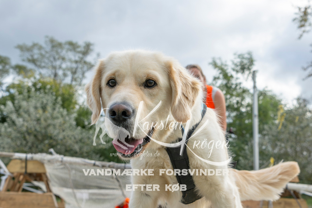 1504_ZZ92796 | kk-dogfotos