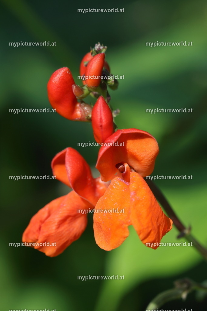 Feuerbohne-012 | Das Bilderarchiv über Tiere, Planzen und Landschaften. In der Bilddatenbank finden Sie ein große Auswahl an hochwertigen Bilder für Ihre Werbung - Realisiert mit Pictrs.com