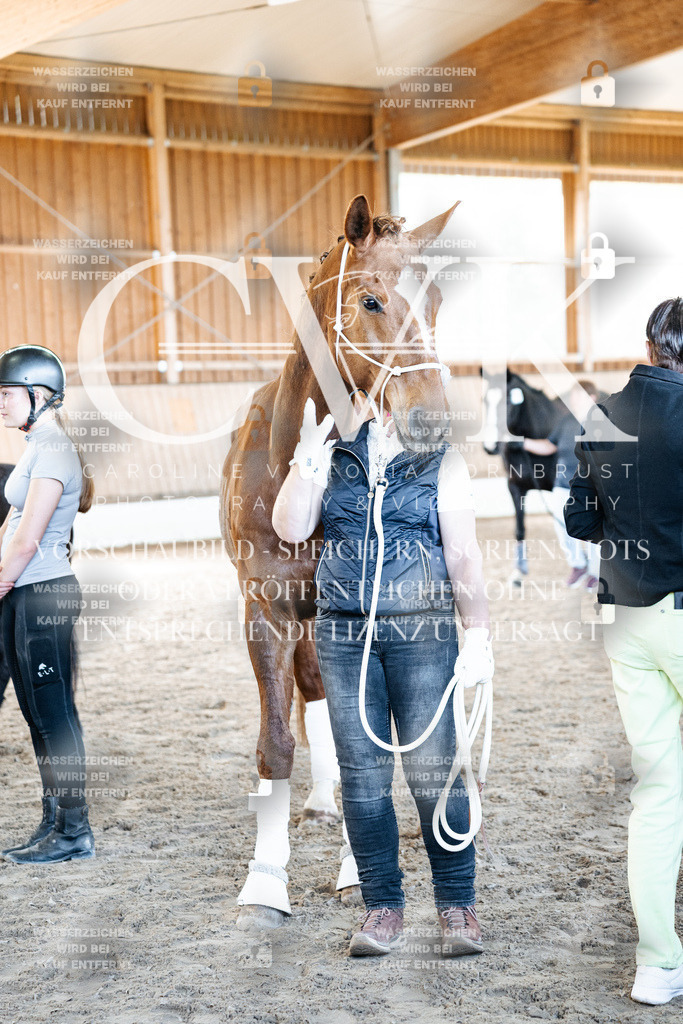 CK703193 | Turnierfotografie Pferdefotografie Trier Rheinland-Pfalz Pferdesport Reitsport Tierfotografie Sportfotografie Pferdevideo Pferdevideografie Equestrianvideography equestrianphotography  - Realisiert mit Pictrs.com