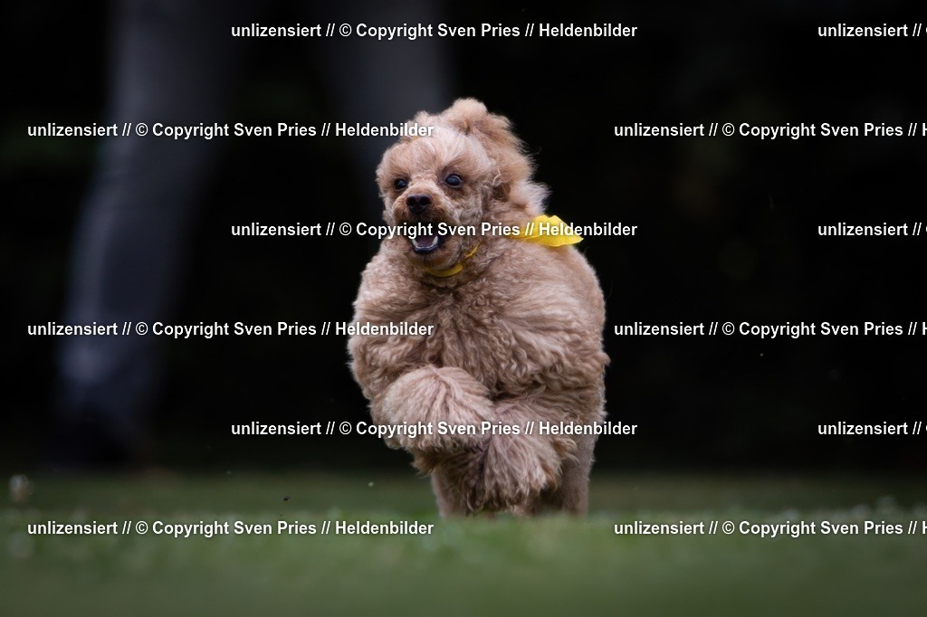 Sven Pries | 19. Allgemeines Hunderennen Karlsruhe Durlach - Realisiert mit Pictrs.com