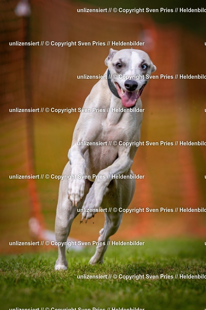 Sven Pries | 2024-09-22 - Hunderennen Baden-BadenPudelverein - Realisiert mit Pictrs.com