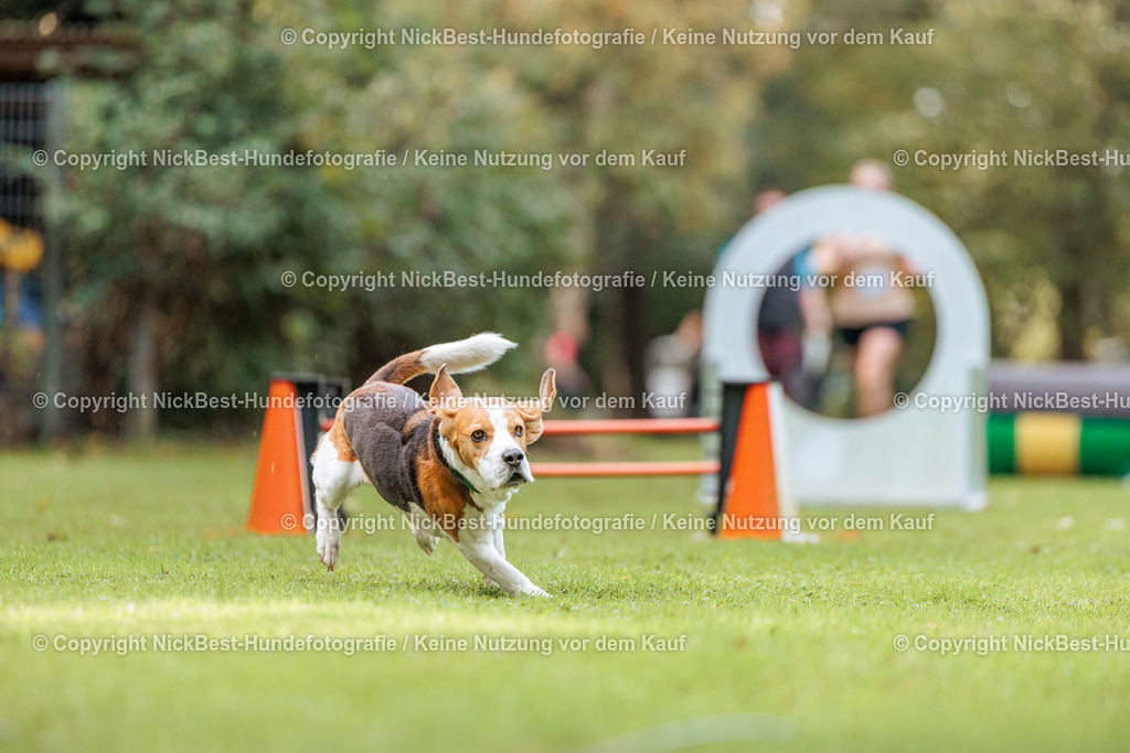 THS-HSV-Blumenthal-2026-Nickbest-Hundefotografie-1498 | Dein Hund! Dein Moment! Deine Erinnerungen! Hundefotografie in Bremen Blumenthal. Ich fange die besonderen Momente deines Vierbeiners ein – ob Indoor mit Blitzanlage oder in der freien Natur. Sicher dir dein Moment und dein Termin für eure Erinnerungen.