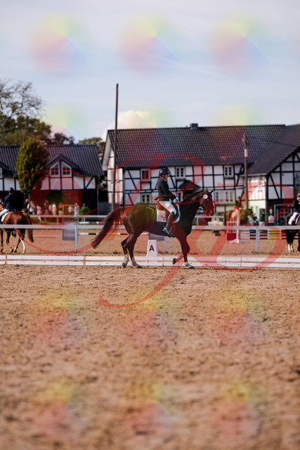 2026_10_03_Siefer-Hof_132558_Z81_78129953 | Professionelle Reitsport-, Turnier- und Eventfotografie von Robert Broda. Galerien mit ausgewählten und bearbeiteten Bildern direkt online ansehen und bestellen.
