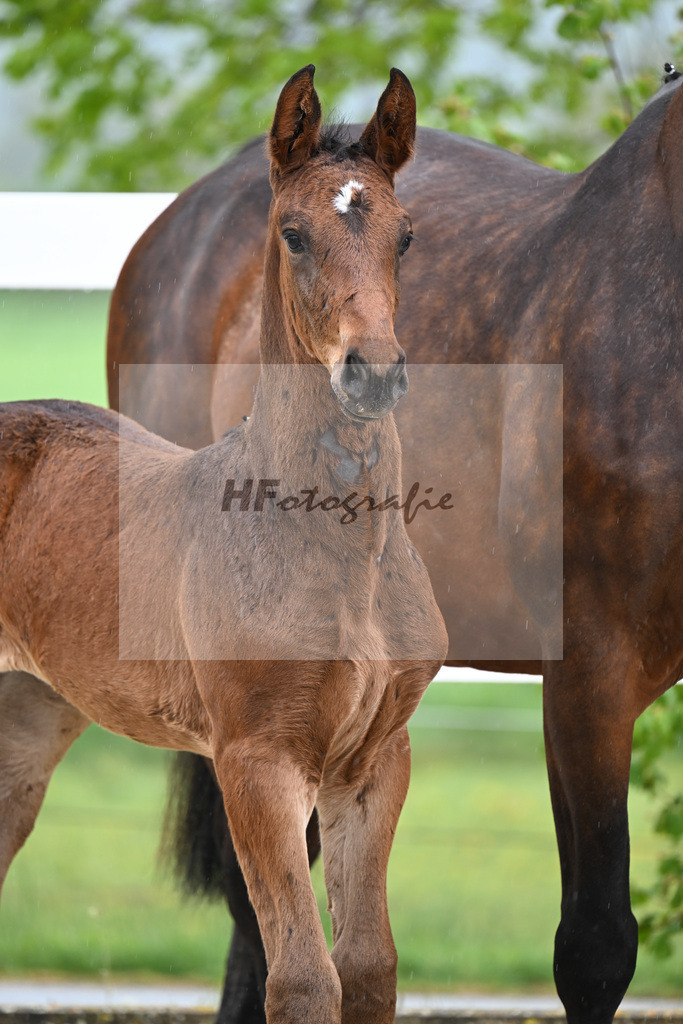 Kat-Nr. 48 SF Chaloubino PS x Cayton_Schick_23261664 | hf-fotografie - Realisiert mit Pictrs.com
