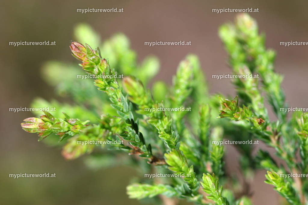 Besenheide-006 | Das Bilderarchiv über Tiere, Planzen und Landschaften. In der Bilddatenbank finden Sie ein große Auswahl an hochwertigen Bilder für Ihre Werbung - Realisiert mit Pictrs.com