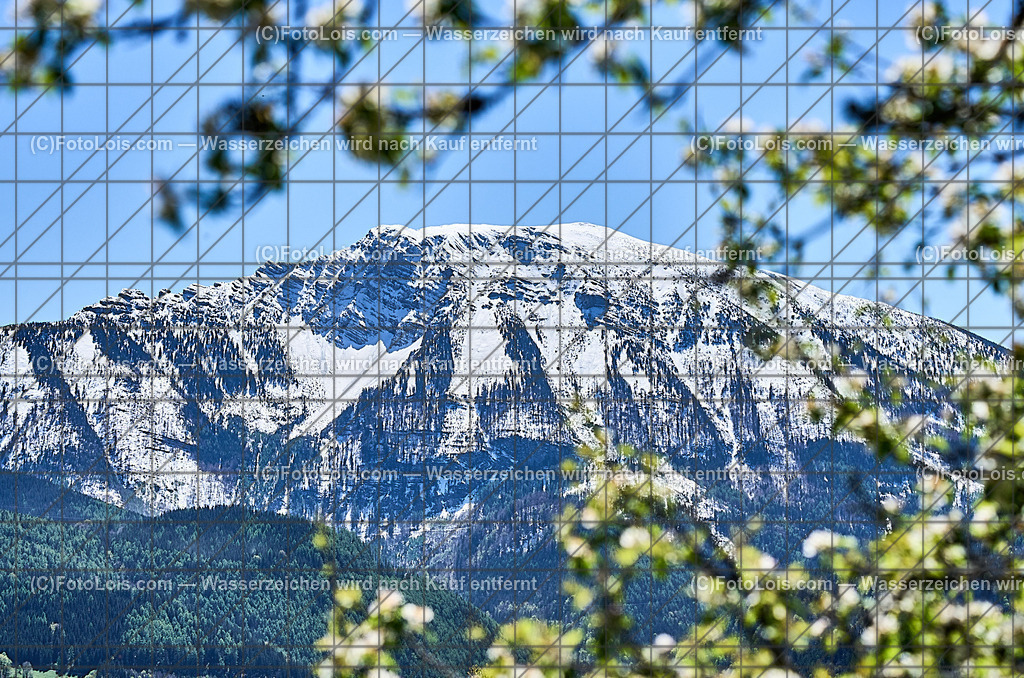 ALP4574_Hochbaerneck_Baumbluete-weisser Oetscher | (C)FotoLois.com, Alois Spandl. Weißer ÖTSCHER im Frühling, Blühender Obstbaum am Hochbärneck mit Ötscher, Sa 27. April 2024.