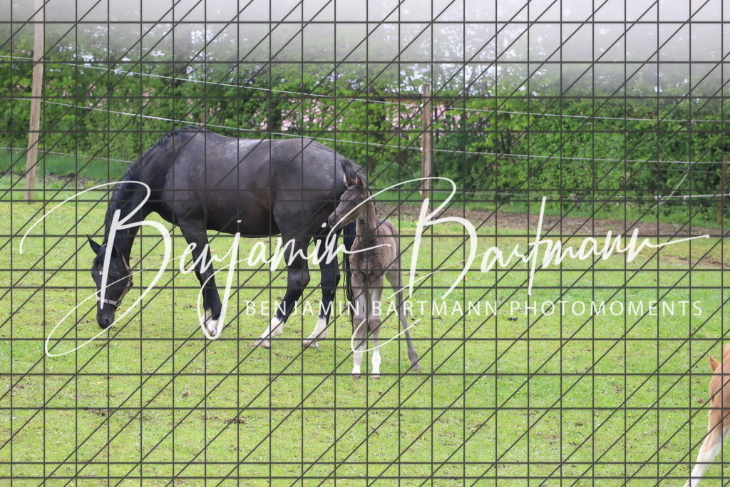 IMG_4342 | Benjamin Bartmann Photomoments