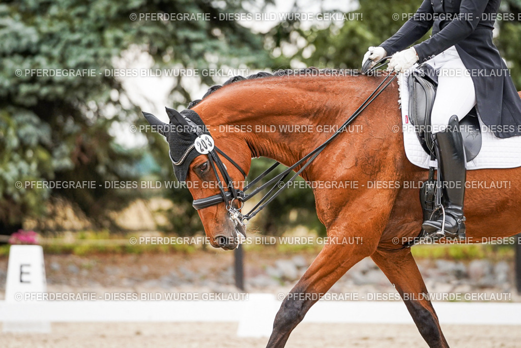 DSC07540 | Pferdegrafie