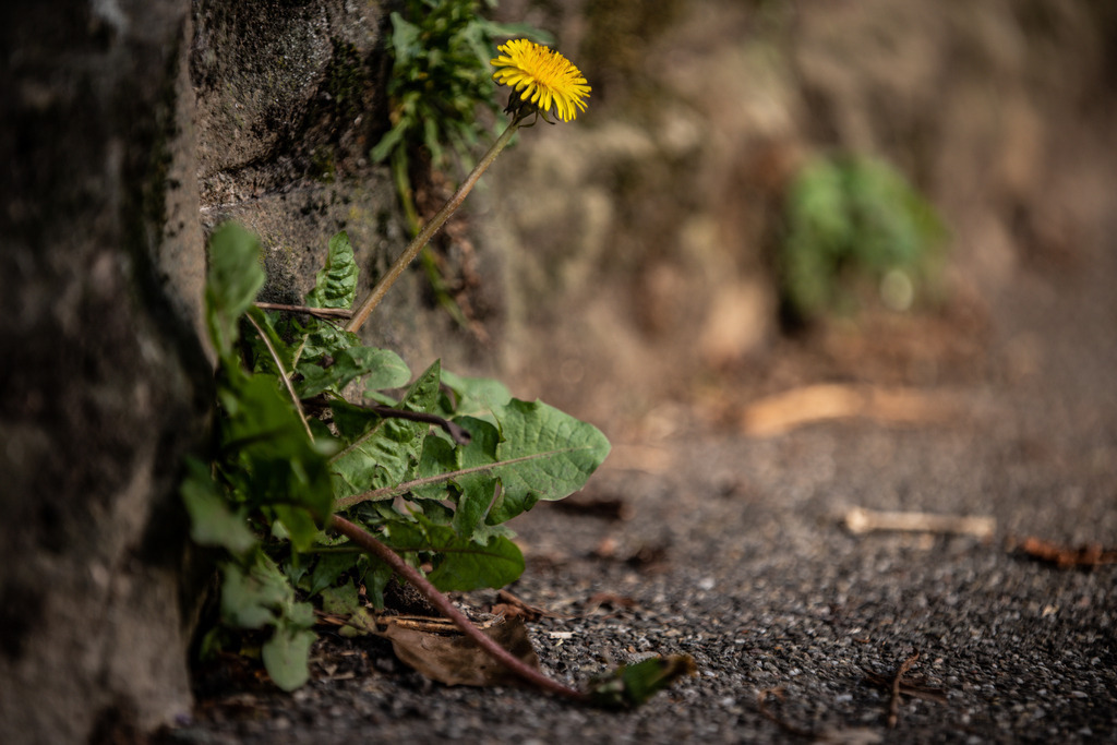 IMG_2178 | ehrlichefotos - Realisiert mit Pictrs.com