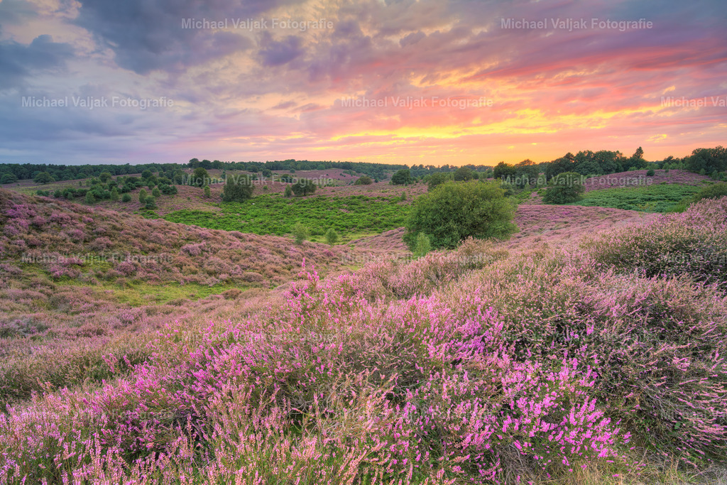 Heideblüte im Nationalpark Veluwezoom in den Niederlanden | Heideblüte im Nationalpark Veluwezoom bei Arnheim in den Niederlanden bei einem herrlichen Sonnenuntergang nach einem bewölkten Sommertag. - Realisiert mit Pictrs.com