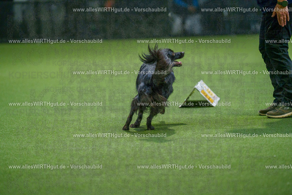 7R509986 | Professionelle Tierfotografie in Mönchengladbach von Daniel Wirth (allesWIRTHgut). Liebevolle & natürliche Bilder von Hunden & Katzen für unvergessliche Erinnerungen.