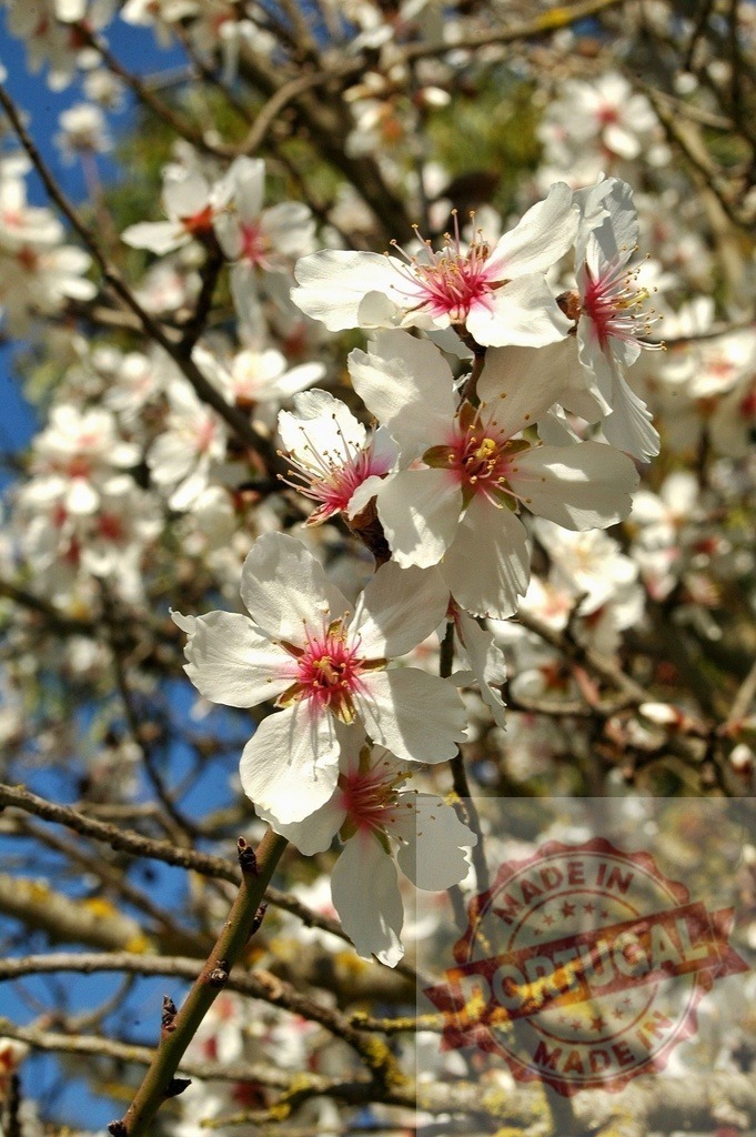 Almond tree blossoming under blue sky showing delicate white flowers | Beautiful almond tree flowers blooming, signaling the arrival of spring and new beginnings - Realized with Pictrs.com